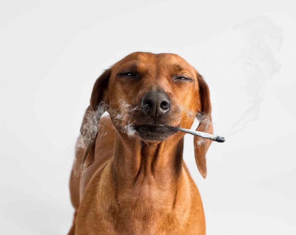 犬害吸烟形象
